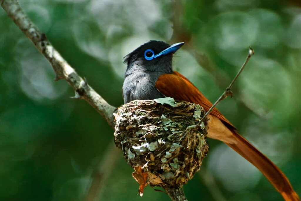 Paradise Flycatcher nesting! 