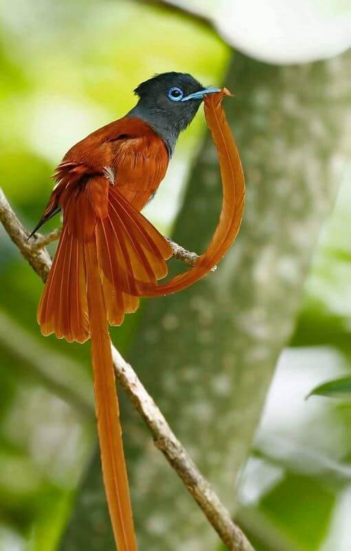 Paradise Flycatcher , bird