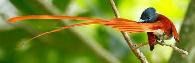 Paradise Flycatcher showing off his long and colorful tail 